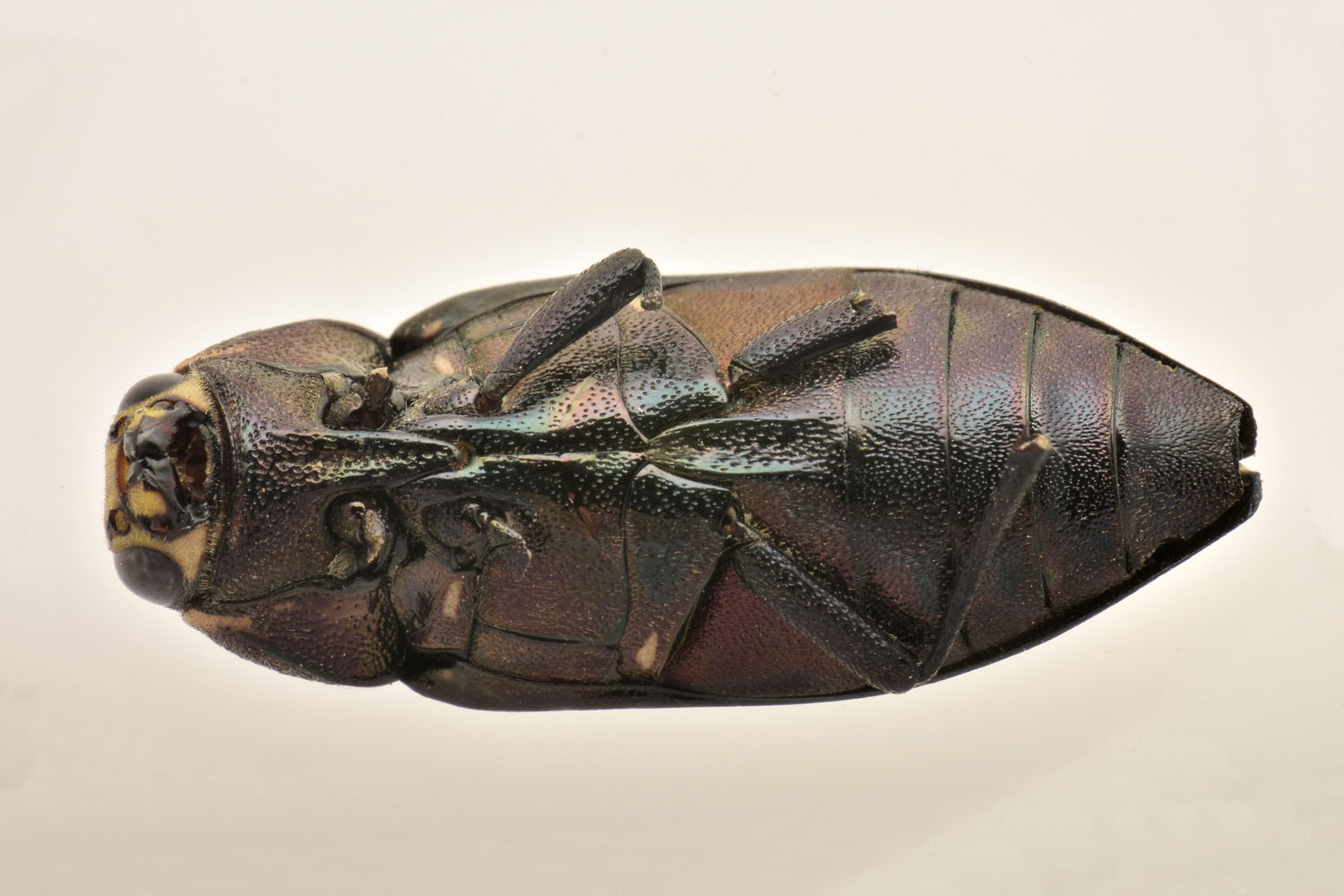 Buprestidae: Buprestis sp.? S, B. cupressi